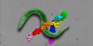 Study: Crystal-clear view of a key neuronal receptor opens door for new, targeted drugs — (Details)