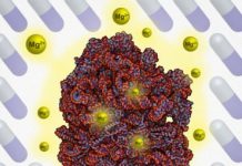 Research: Surprise survival mechanism could lead to retooled drugs to treat infectious diseases —