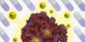 Research: Surprise survival mechanism could lead to retooled drugs to treat infectious diseases —