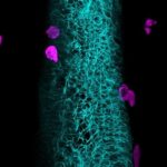 Study: How the microbiota controls neutrophil activity — (Details)