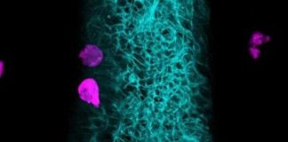 Study: How the microbiota controls neutrophil activity — (Details)