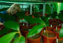 Research: Tree seedlings grow less effectively in soil located below their ‘mother’ tree —