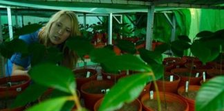 Research: Tree seedlings grow less effectively in soil located below their ‘mother’ tree —