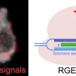 Study: RNA-guided endonuclease — in situ labelling, a new CRISPR/Cas9 based molecular visualisation method — (Details)
