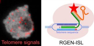 Study: RNA-guided endonuclease — in situ labelling, a new CRISPR/Cas9 based molecular visualisation method — (Details)