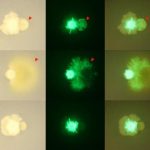 Study: THOR wrangles complex microbiomes into a model for improving them — (Details)