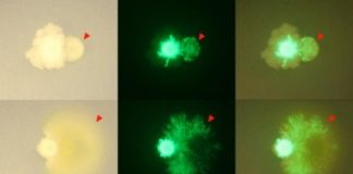 Study: THOR wrangles complex microbiomes into a model for improving them — (Details)