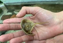 Research: Horseshoe crabs are really relatives of spiders, scorpions —