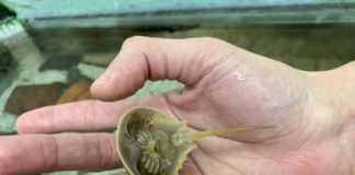 Research: Horseshoe crabs are really relatives of spiders, scorpions —