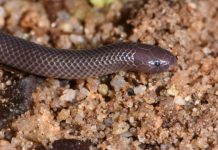 Research: New species of stiletto snake capable of sideways strikes discovered in West Africa —