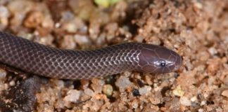 Research: New species of stiletto snake capable of sideways strikes discovered in West Africa —