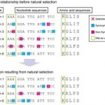 Study: Analysis reveals key gene for bacterial infection — (Details)