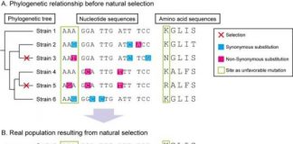 Study: Analysis reveals key gene for bacterial infection — (Details)