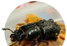 Research: Common beetle’s gut microbiome benefits forests, holds promise for bioenergy —