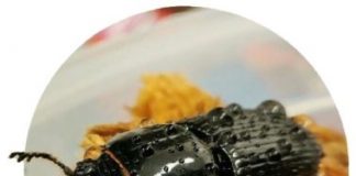 Research: Common beetle’s gut microbiome benefits forests, holds promise for bioenergy —