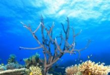 Research: Improving water quality can help the Great Barrier Reef, but won’t suffice to rescue it —