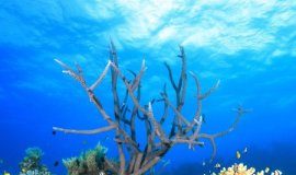 Research: Improving water quality can help the Great Barrier Reef, but won’t suffice to rescue it —