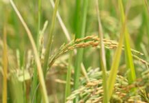 Research: Genomic analysis of rice plants provides decisive evidence of de novo gene origination —