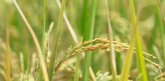 Research: Genomic analysis of rice plants provides decisive evidence of de novo gene origination —