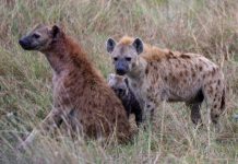 Research: For hyenas, there's no 'I' in clan
