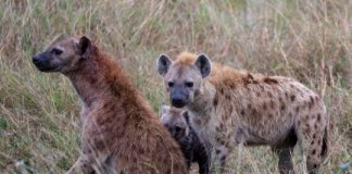 Research: For hyenas, there's no 'I' in clan