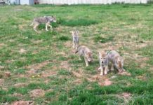 Research: When coyote parents get used to humans, their offspring become bolder, too —