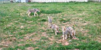 Research: When coyote parents get used to humans, their offspring become bolder, too —