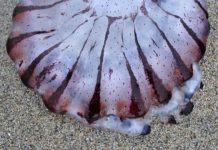 Research: Tropical species near San Francisco? New range limit records indicate future face of California coast —