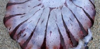 Research: Tropical species near San Francisco? New range limit records indicate future face of California coast —