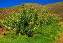 Research: Grasses are better than fertilizer for growing healthy blueberries —