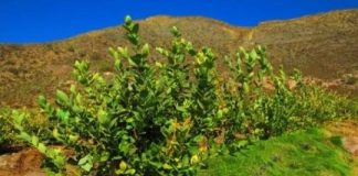 Research: Grasses are better than fertilizer for growing healthy blueberries —