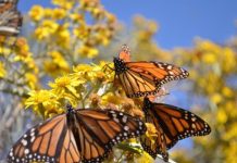 Research: Mowing for monarchs —