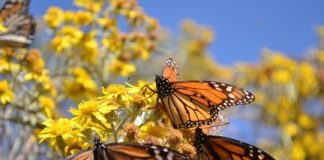 Research: Mowing for monarchs —