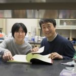 Study: Research sheds light on a vital, but largely unknown, part of the inner ear — (Details)