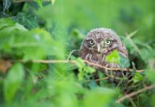 Research: Little owls on the move —