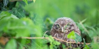 Research: Little owls on the move —