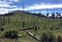 Research: Climate change limits forest recovery after wildfires —