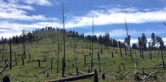 Research: Climate change limits forest recovery after wildfires —