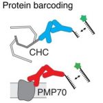 Study: Tiny ‘blinkers’ enable simultaneous imaging of multiple biomolecules — (Details)