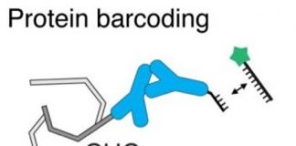 Study: Tiny ‘blinkers’ enable simultaneous imaging of multiple biomolecules — (Details)