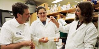 Research: Avocado seed extract shows promise as anti-inflammatory compound —