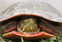 Research: Climate change could devastate painted turtles —