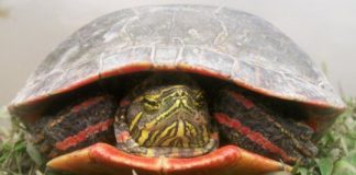Research: Climate change could devastate painted turtles —