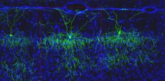 Study: New cell subtypes classified in mouse brain — (Details)