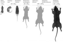 Research: A new glimpse into the shifting ecology of Homo floresiensis —