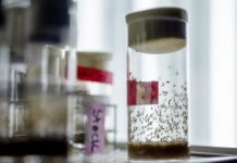 Research: Vinegar flies of the genus Drosophila have either developed a more sensitive odor perception at the cost of poor vision or vice versa —