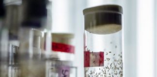Research: Vinegar flies of the genus Drosophila have either developed a more sensitive odor perception at the cost of poor vision or vice versa —