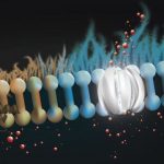 Study: Potential cystic fibrosis treatment uses ‘molecular prosthetic’ for missing lung protein — (Details)