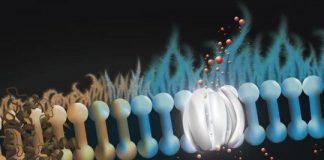 Study: Potential cystic fibrosis treatment uses ‘molecular prosthetic’ for missing lung protein — (Details)