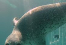 Research: Review of noise impacts on marine mammals yields new policy recommendations —